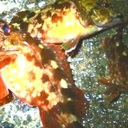 太刀魚、カマス、カサゴが好調！